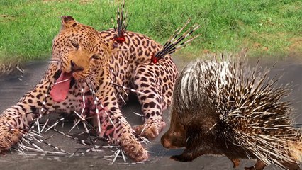 Epic Battle: Hungry Leopard vs. Giant Porcupine 🦔 Who Emerged Victorious?
