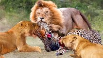 12 lions VS one Leopard ,they brutally haunted him!