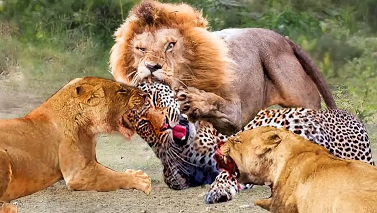 12 lions VS one Leopard ,they brutally haunted him!