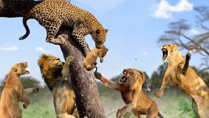 Lion Vs Leopard ,what will happen a Leopard try to steal baby lion?