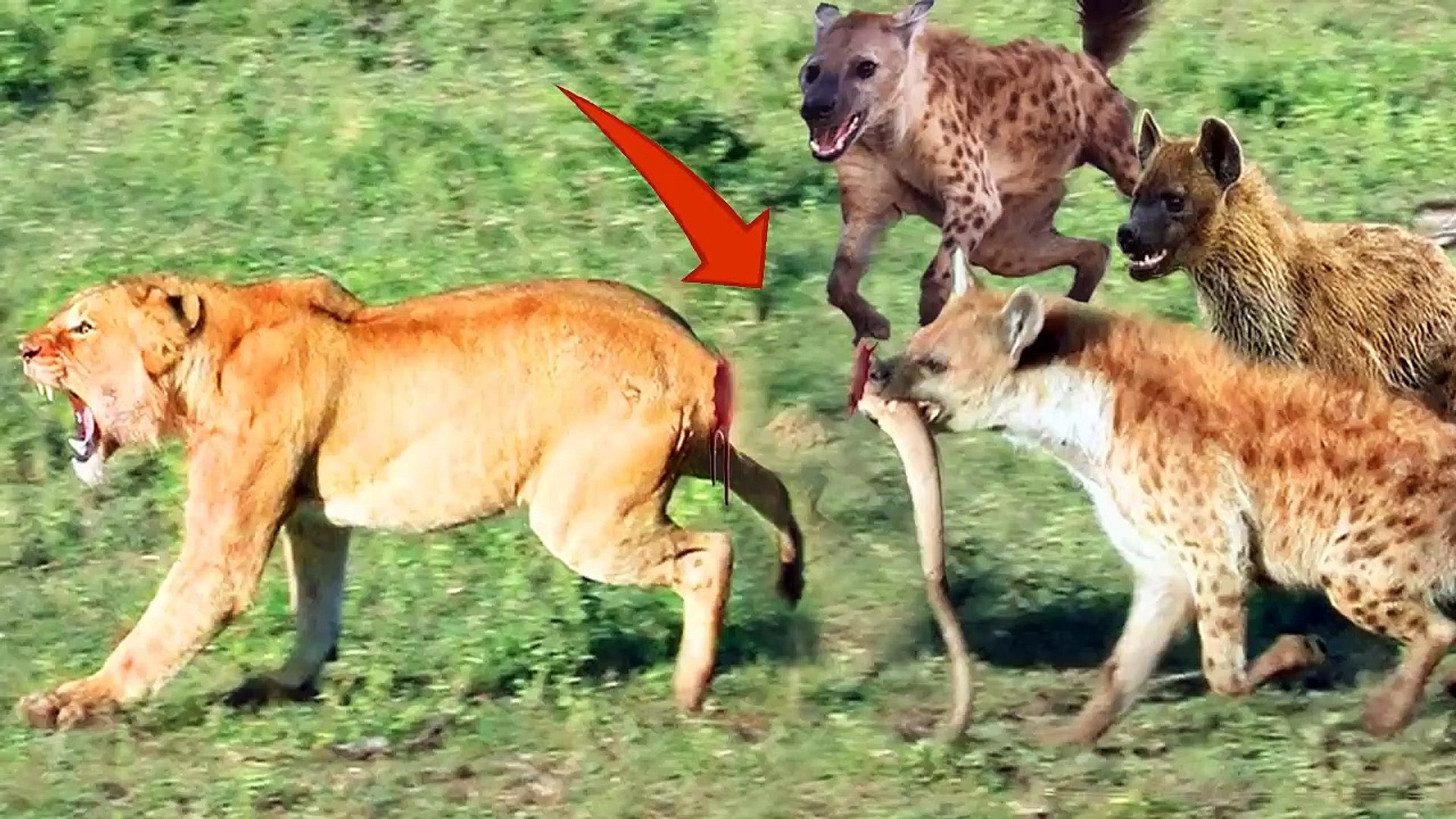 Savage Hyenas bit off lion tail, and steal Lion's prey - video Dailymotion