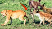 Savage Hyenas bit off lion tail, and steal Lion's prey