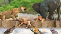 Drama of the jungles ! When mother Elephants take revenge from mother lion and throw baby lion to crocodile! drama in the wood!