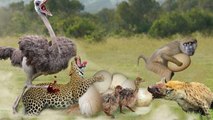 see how this  Ostrich attack Thief Hyena and leopard together to save its eggs