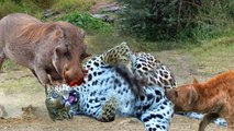 very rare scenes took on camera ,Leopard Vs Hyena , she bite its butt!