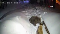 Ayıya kafa tuttu! Köpek ile ayının kapışması kamerada