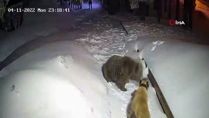 Ayıya kafa tuttu! Köpek ile ayının kapışması kamerada