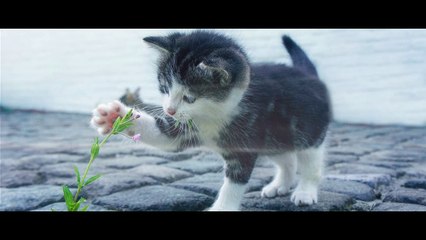 Méditation du CHAT [ANTHONY DORIAND]