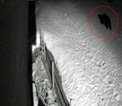 Son dakika haber | Kış uykusundan uyanan ayı kamerada
