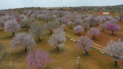 Badem ağaçları çiçek açtı, ortaya kartpostallık görüntüler çıktı