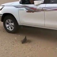 Bird is thirsty and a man quenches his thirst with some water
