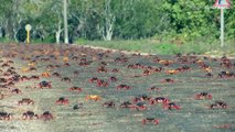 Millones de cangrejos mueren aplastados durante sus migraciones en las carreteras de Cuba