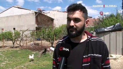 Dünyaya ün salan horoz 'Bahtiyar' solunum hastalığı nedeniyle öldü