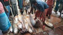 The best Popular Fish Market Chittagong, in Bangladesh