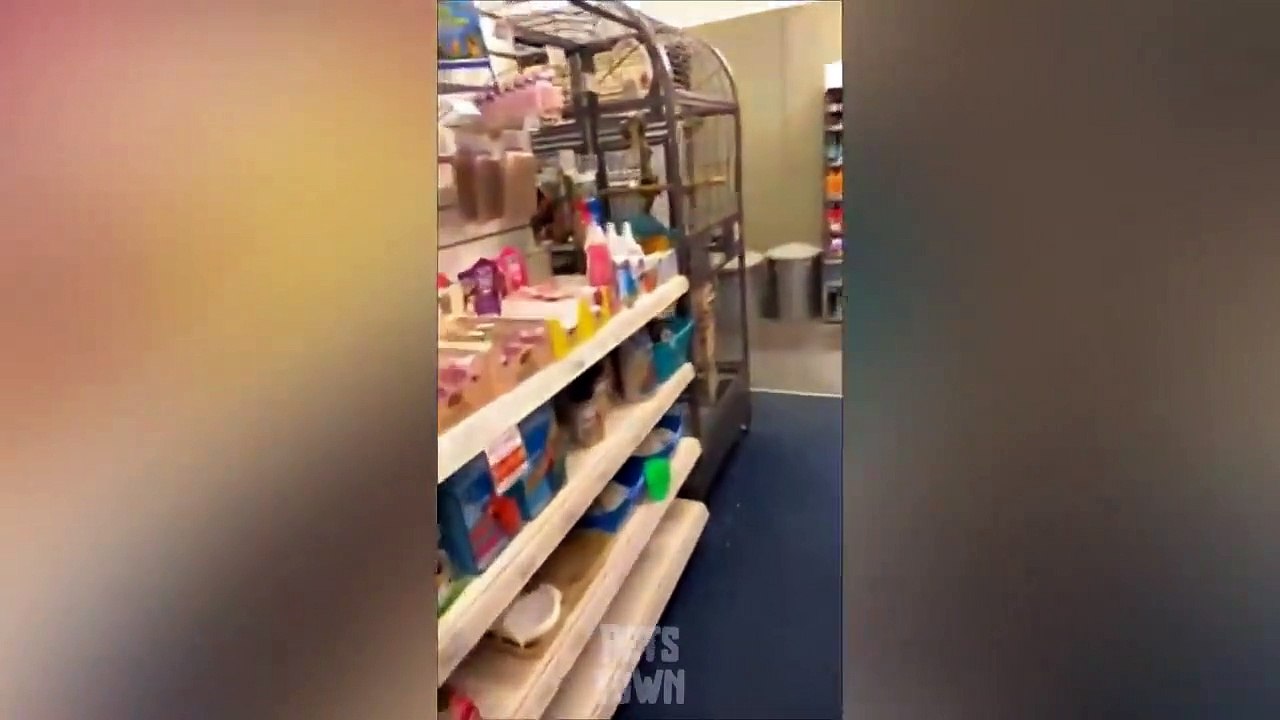 Funny Dog Videos_ Pets That Are Just Too Stupid _ Pets Town