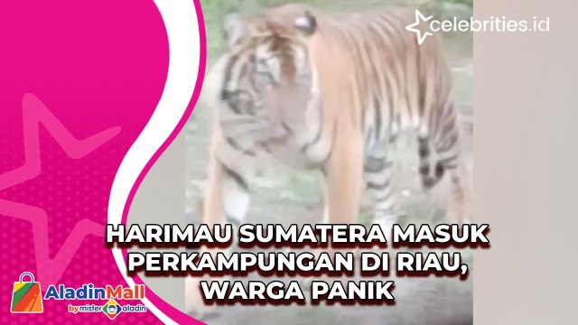 Harimau Sumatera Masuk Perkampungan di Riau, Warga Panik