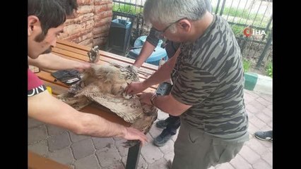 Yaralı puhu kuşu, tedavisinden sonra doğaya salındı