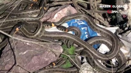 Bu görüntü Türkiye'de çekildi! Sürü halindeler