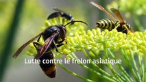 Lutte contre le frelon asiatique en Seine-Maritime