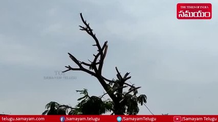 హరితహారం చెట్లను అర్ధరాత్రి కొట్టేసిన దుండగులు