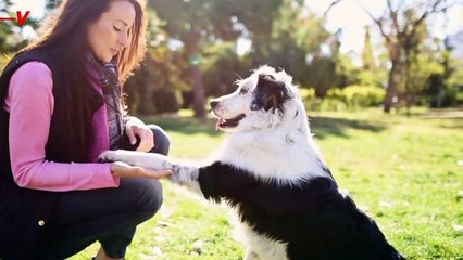 Marijuana Legalization Could Be Putting More Pets at Risk of Accidental Ingestion