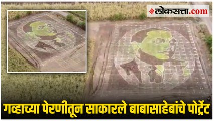 बीडच्या तरुणांची अनोखी संकल्पना; गव्हाच्या पेरणीतून साकारले बाबासाहेबांचे पोर्ट्रेट