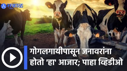 Animal Disease  | गोगलगायीपासून जनावरांना होतो 'हा' आजार | Sakal Media |