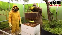 باحثون يسعون إلى حماية نحل العسل من خطر المبيدات الحشرية