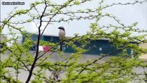 Long-tailed shrike “Lanius schach”