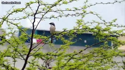 Long-tailed shrike “Lanius schach”