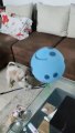 Shih Tzu playing | Shih Tzu Cute Puppy