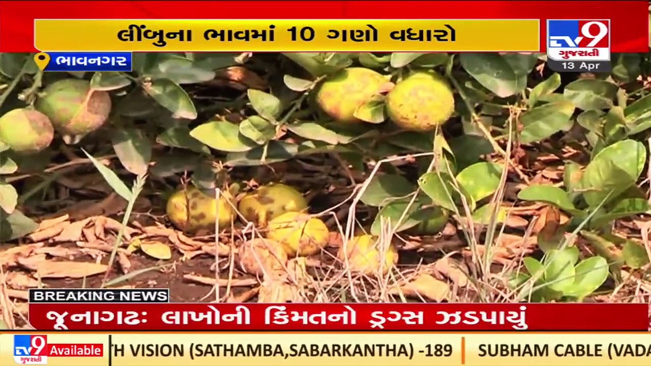 Whole sellers hopeful of decline in lemon rates in coming days, Bhavnagar _ TV9News