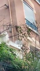 Un écureuil installe son nid sur le rebord d'une fenêtre (Rh