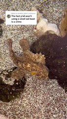 Pieuvre géante vs Sous-marin