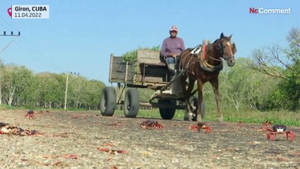Crabs embark on perilous migration to Bay of Pigs