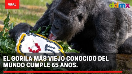 El gorila más viejo conocido del mundo cumple 65 años.