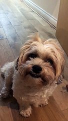 Harry the Shichon Looking Guilty After Stealing Biscuits