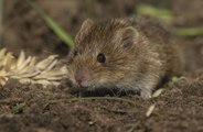 Los británicos necesitan más ratas como animales de compañía