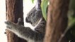 Environnement : des vétérinaires vont vacciner 400 koalas contre la chlamydia