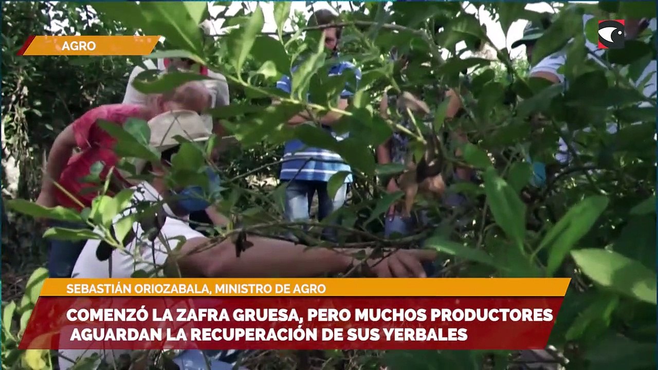 Comenzó la zafra gruesa, pero muchos productores aguardan la recuperación de sus yerbales