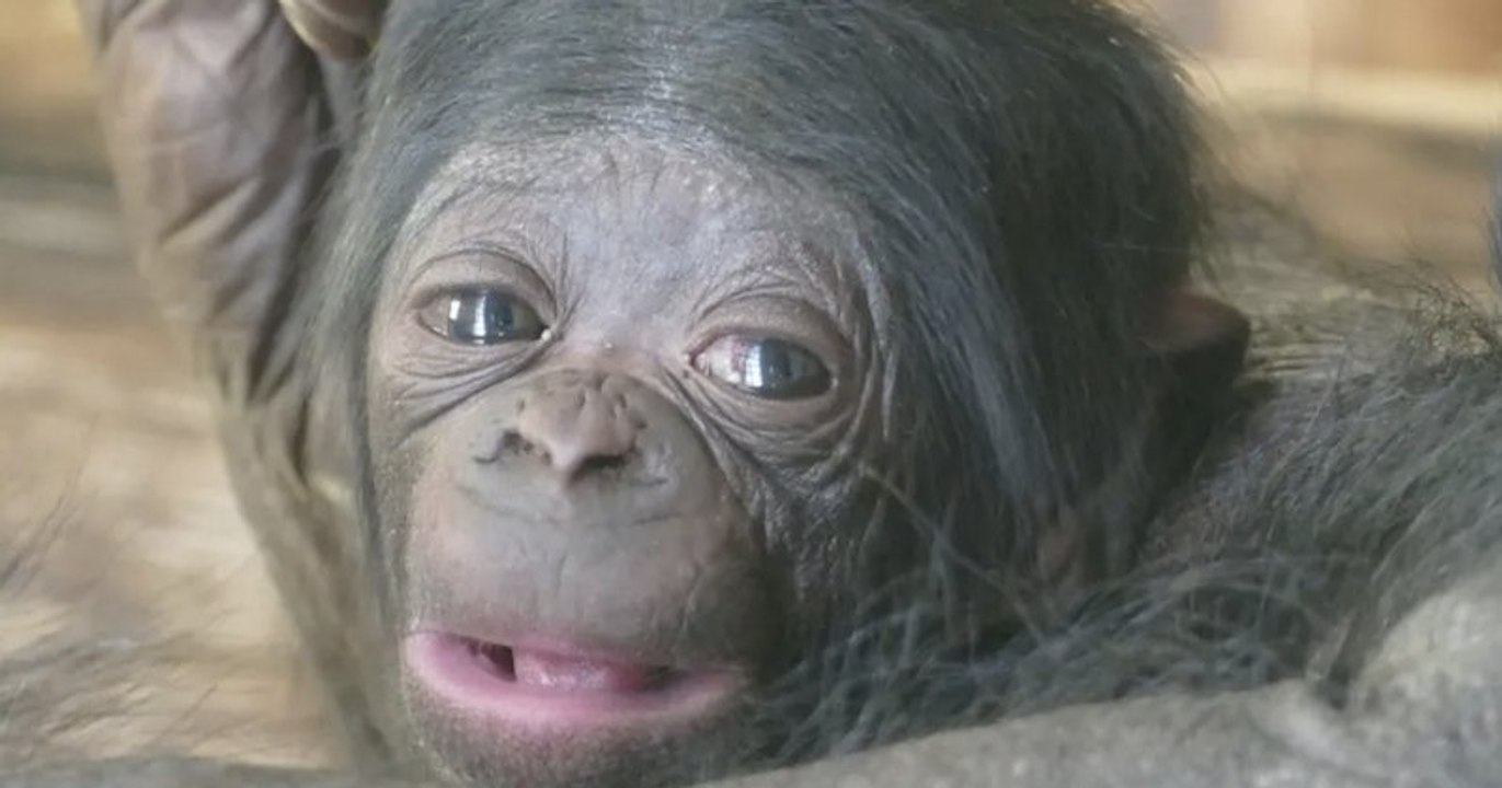 Vallée des Singes : la naissance d'un bébé bonobo réjouit le personnel du parc