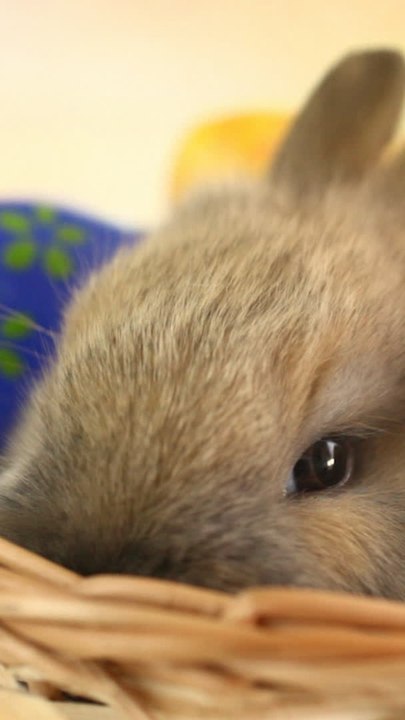 Cloches, oeufs de Pâques et agneau pascal, d’où viennent ces traditions de Pâques ? vertical