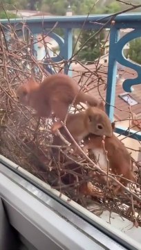 Un écureuil décide de faire son nid sur le rebord d'une fenêtre... adorable