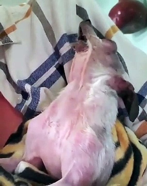 Voici pépé, le chihuahua chanteur