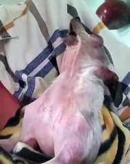 Voici pépé, le chihuahua chanteur