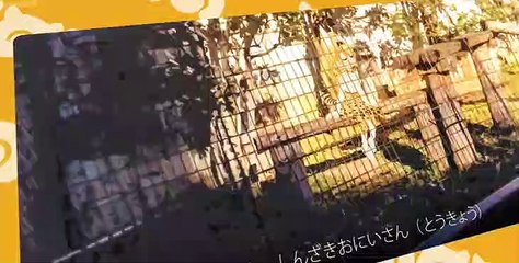Kemono Friends (Dub) E01