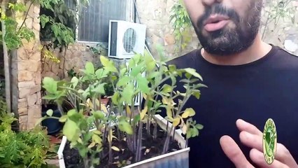 Haz Esto y Tendrás Plantas de Calidad en tu Semillero