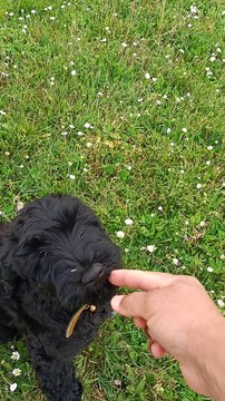 Tagus (chien d'eau portugais), né le 27 janvier 2022.