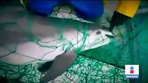 Vaquita marina, el animal más cercano a la extinción en todo el mundo