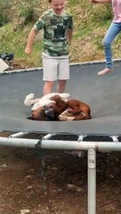 Duke Loves to be Bounced Around